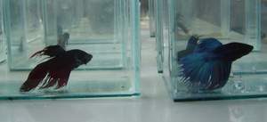pets - fighting fish