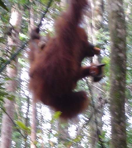 swinging through the trees