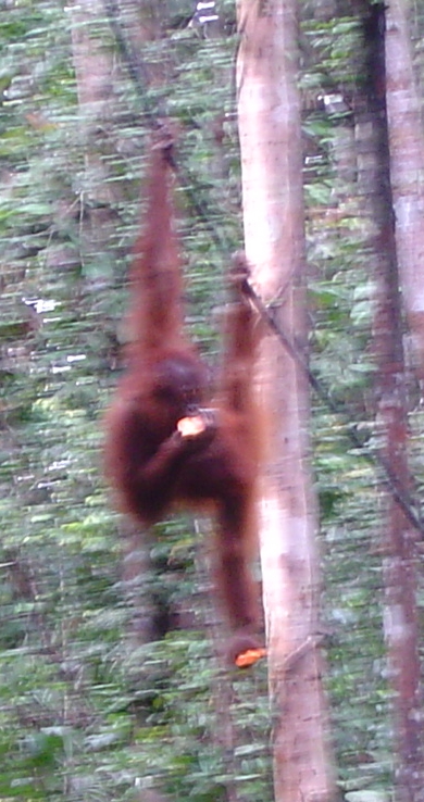 young orang in tree with bananas