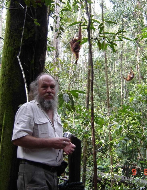 dave at home with the orangs....