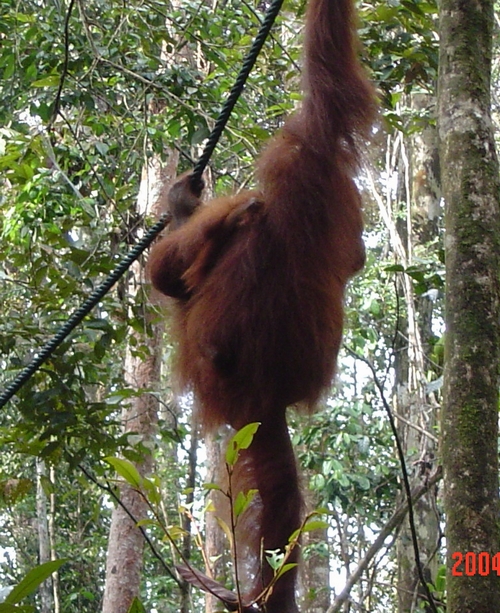 orang swinging