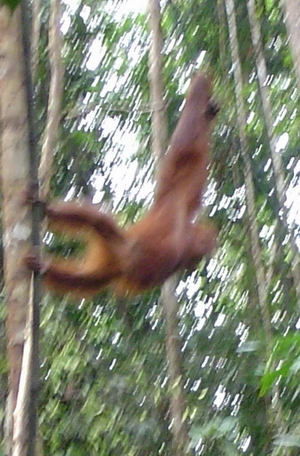 orangs coming to feeding station