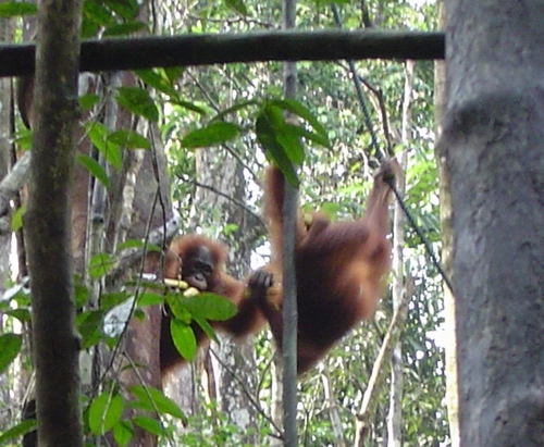 playing in the trees