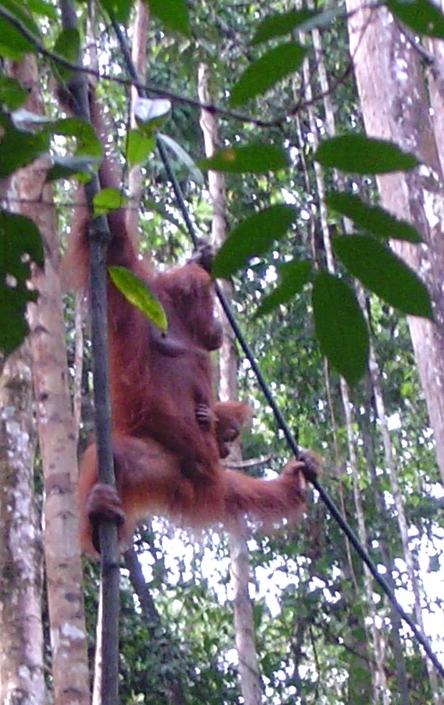 mom and kid hanging in trees