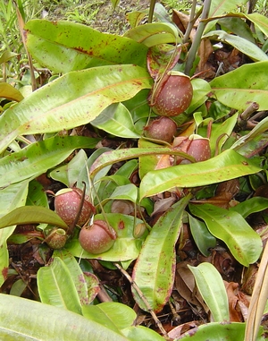 pitcher plants