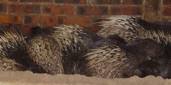 sleeping porcupines