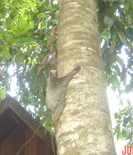 the flying lemur on the tree...